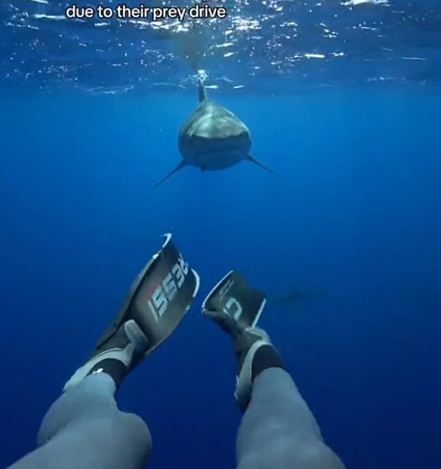 Diving expert reveals why swimming away from a shark could be deadly – and what YOU should do instead