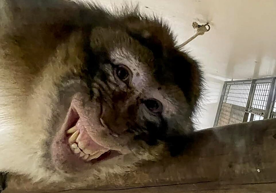 Even the monkeys are laughing as Europe’s zookeepers share their funniest photos of the year