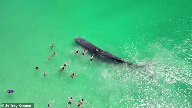 Leighton beach whale: Amazing moment dozens of swimmers approach sperm whale that came ‘dangerously close’ to shore