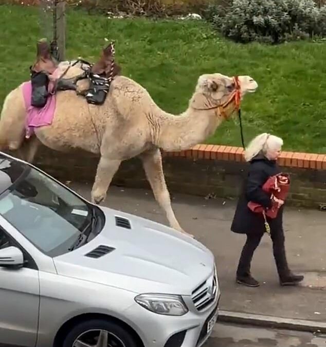 Moment woman is spotted walking her CAMEL through the streets of London – leaving locals in hysterics