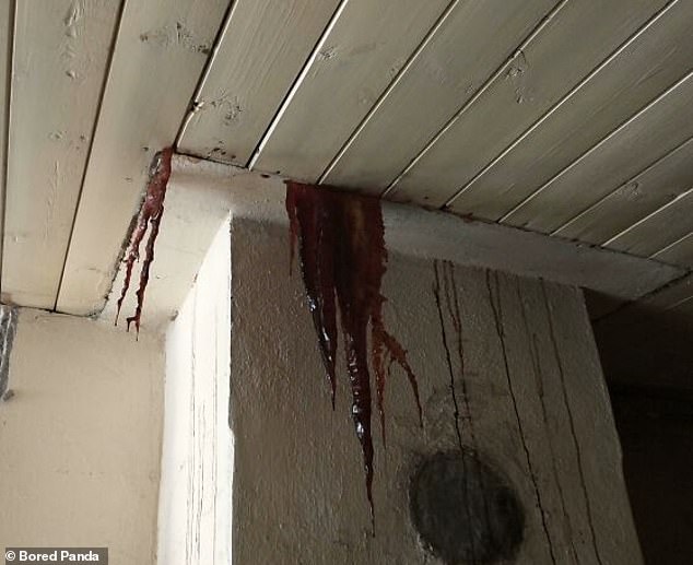 Property inspectors share the worst homes they’ve been confronted with on the job