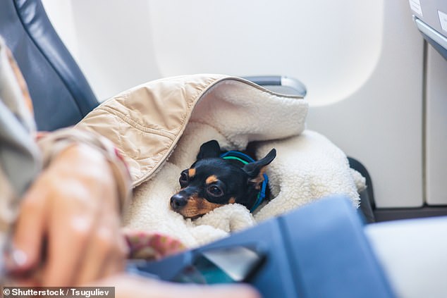 Revealed: The majority of travellers would rather sit next to a PET than a child on a plane