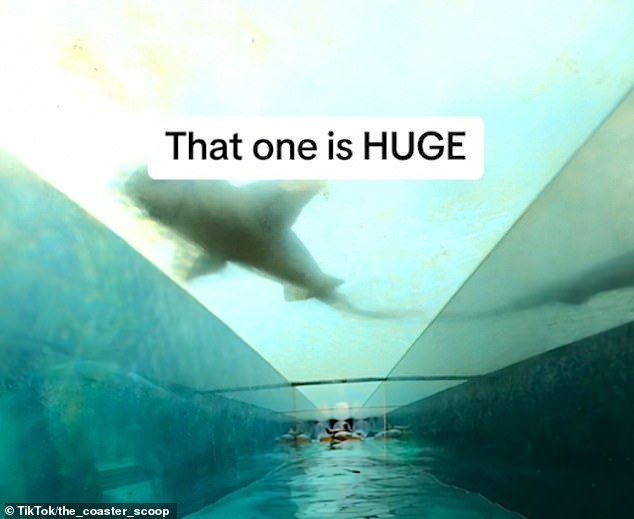 The theme park waterslide that ends in a ‘SHARK TANK’