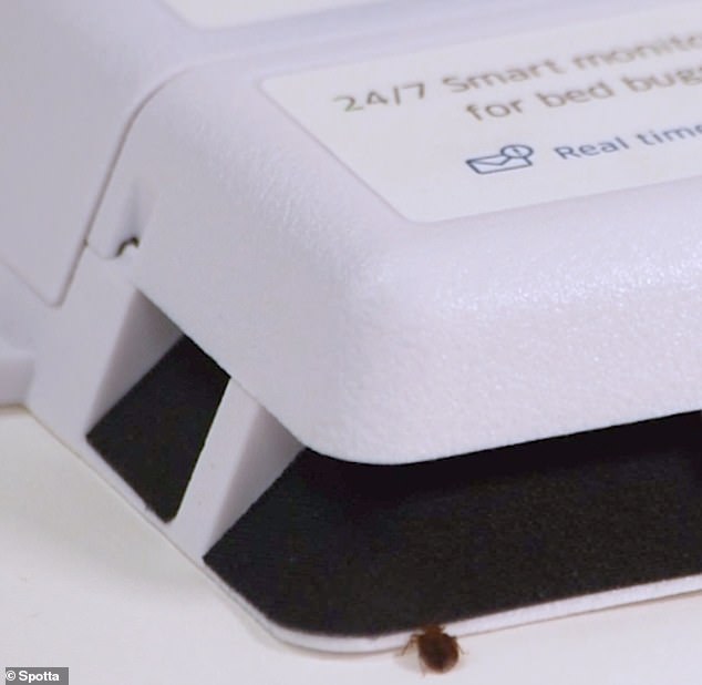 UK hotels step up the war on bed bugs for a bite-free festive season with ‘smart’ gadget that helped rid Paris of the creepy crawlies