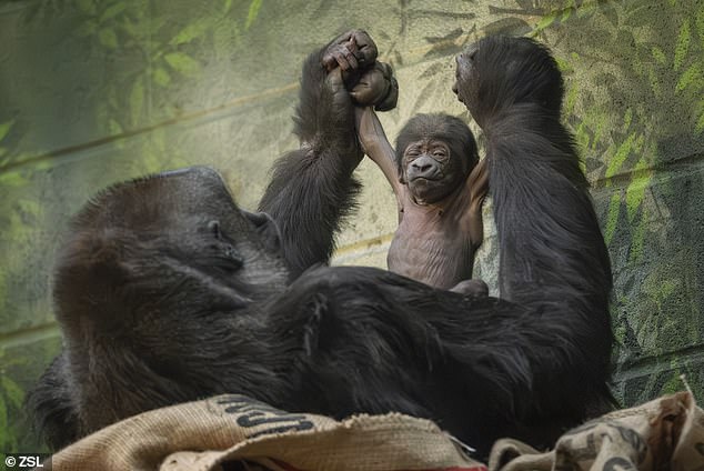 Ape-solutely adorable! A Western lowland gorilla is born at London Zoo for the first time in nine years – raising fresh hopes for the critically endangered species