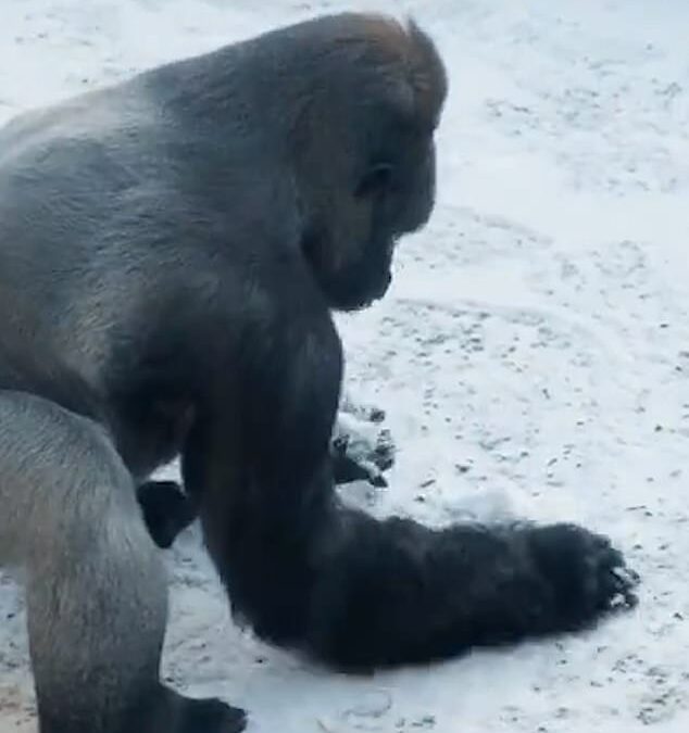 Go ape! Moment cheeky silverback gorilla makes snowballs at Belfast Zoo after the cold weather closed the attraction to visitors