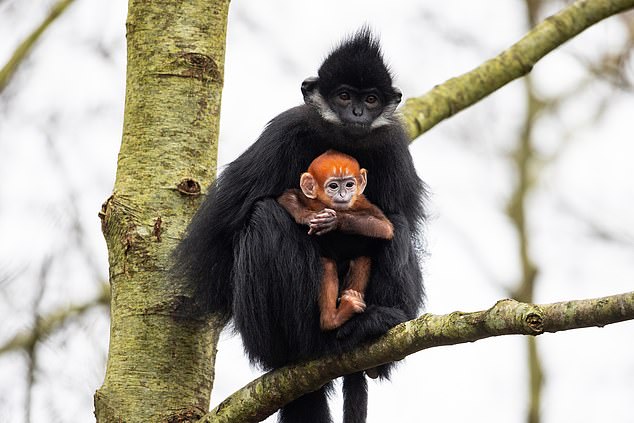 Irish wildlife park welcomes an adorable endangered baby langur monkey