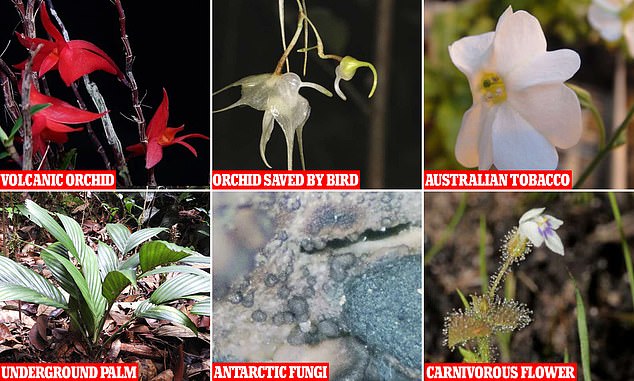 Kew Gardens reveals its top 10 plants and fungi discovered in 2023: From an orchid on a dormant volcano to a carnivorous flower that devours insects