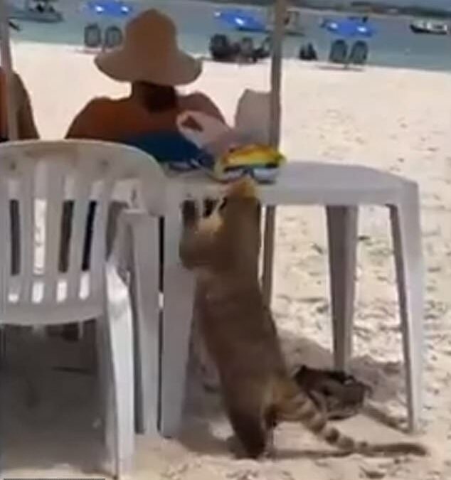 Viral moment furry coati steals bag of snacks from sunbather’s table at Brazilian beach