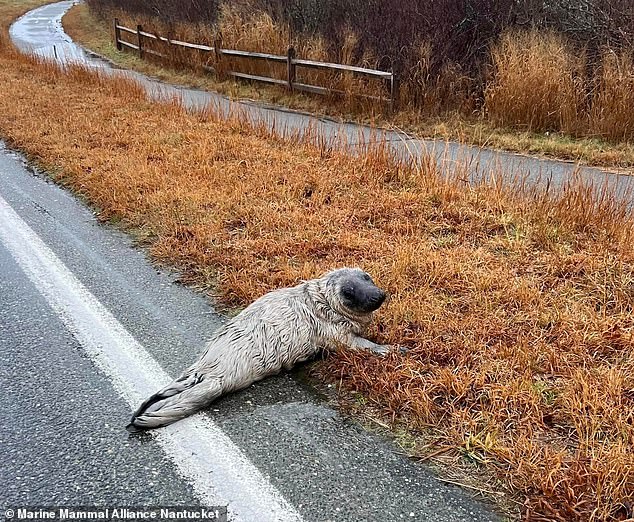Wailing seal pup is discovered all alone in middle of Nantucket ROAD as kind passers-by help bring the ‘feisty’ animal to safety despite the cute creature being ‘really wiggly’