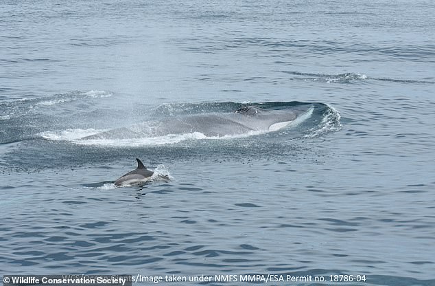 Fin whales that weigh 160,000lbs and grow to 90ft are now living year-round in the waters of New York and New Jersey – here are the best vantage points to see one