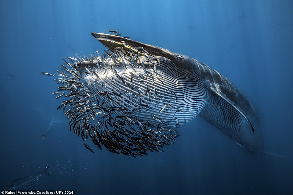 From fighting fish to haunting whale skeletons and swimming monkeys: The spellbinding winners of the 2024 Underwater Photographer of the Year revealed