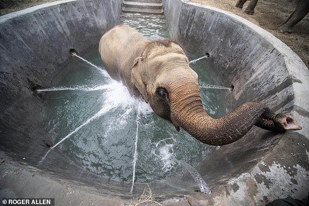 Jumbo Jacuzzi! After suffering years of cruelty, Phoolkali the elephant enjoys a treat at a super-sized spa