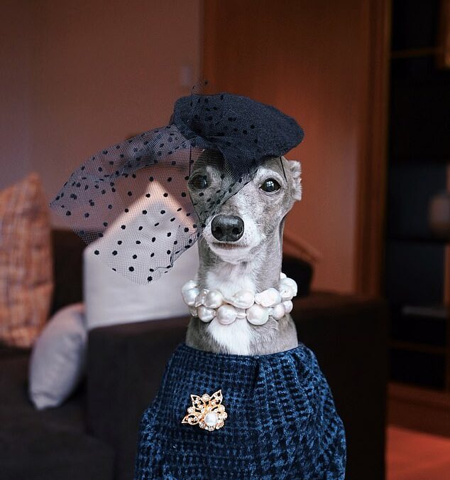 Pampered Italian Greyhound boasts a $20,000 designer wardrobe and attends catwalk shows around the globe