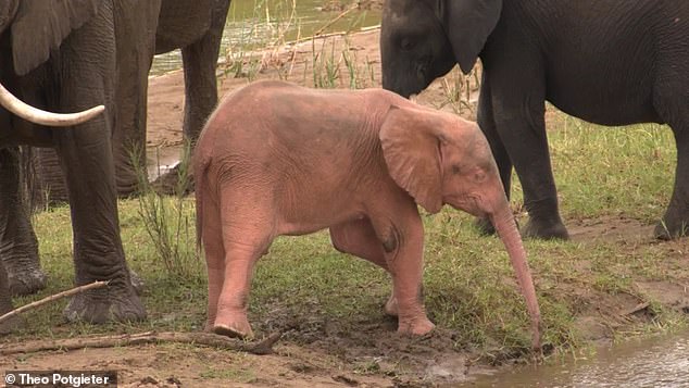Rare PINK elephant is captured playing in a South African waterhole