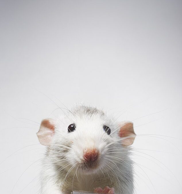 Say cheese! Artist trained two rats to take selfies… and they didn’t want to stop