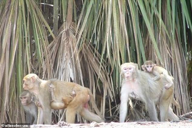 The mysterious island in South Carolina which is off limits to visitors but home to 4,000 WILD MONKEYS – with hundreds of the primates plucked each year for animal testing