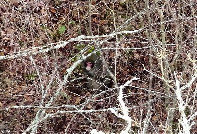 The search for Kingussie Kong: Watch as drone closes in on Japanese macaque on the run and hiding in woodland after escaping from Scottish zoo