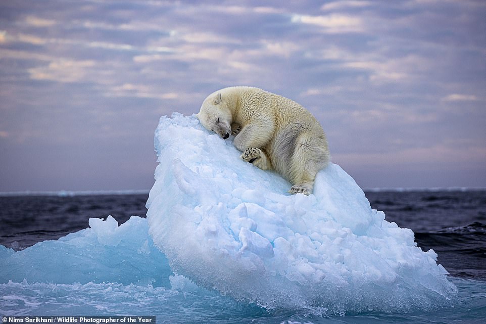 Winning image for the Wildlife Photographer of the Year People’s Choice Award is declared. Find out if YOUR favourite claimed the crown…