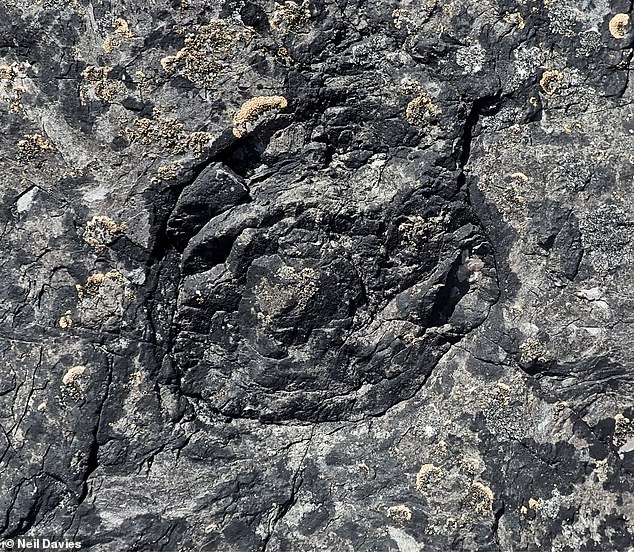 Earth’s oldest forest is discovered near a Butlin’s in Somerset: Fossilised woodland dates back 390 million years – beating the previous record holder in New York by 4 million years