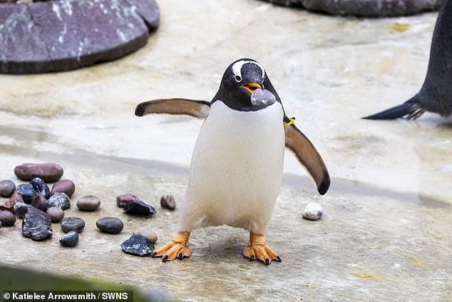 Edinburgh Zoo’s gentoo penguins have started building ‘sex nests’ to lure in lovers ahead of mating season