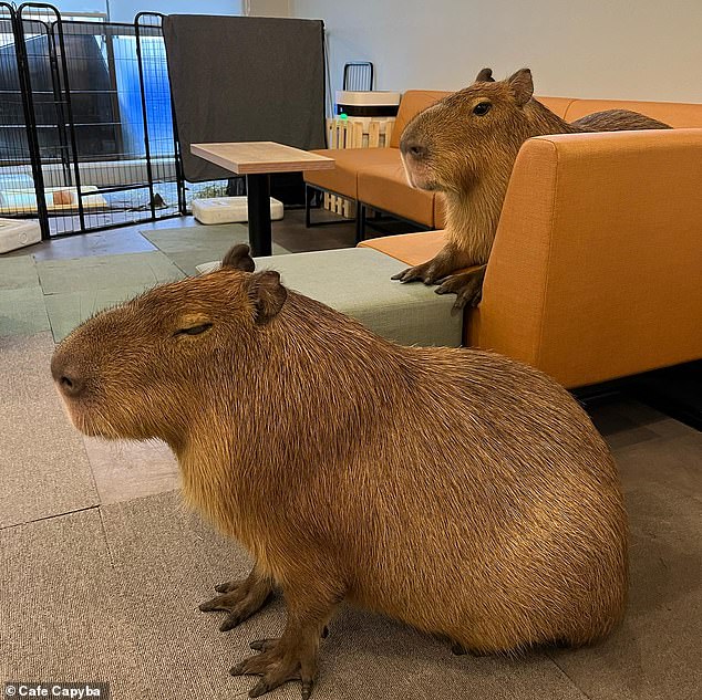 Forget cat cafes: This coffee shop in Tokyo lets customers enjoy a cuppa while petting a capybara – the largest living rodent