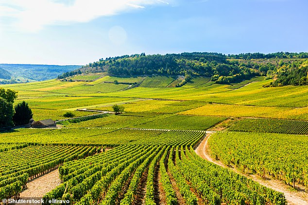 How well do YOU know your wine? Take our corking quiz to discover if you know what’s a grape… and what’s a wine-growing PLACE, from Chablis to Champagne