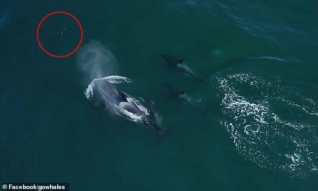Incredible footage shows pod of killer whales circle blue shark off the coast of California – in latest baffling video of giant sea creatures acting erratically
