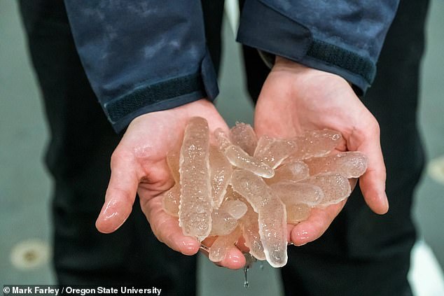 Millions of transparent blob-like creatures are washing ashore on the West Coast due to warming oceans… do YOU know what they are?