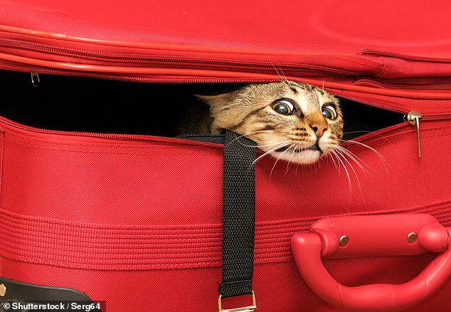 The world’s quirkiest themed cruises revealed, from a nude cruise to a voyage for cat-lovers and a Star Trek trip. Which one floats YOUR boat?