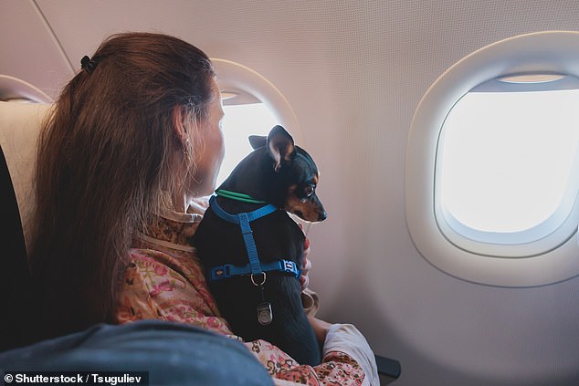 Airplane passenger sparks furious debate about PETS flying in-cabin after disgusting dog poop incident forced United Airlines flight to DIVERT
