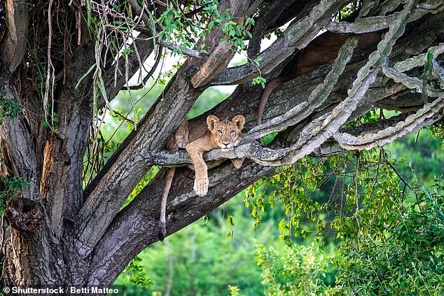 Budget safari… priceless encounters: An exhilarating night in Uganda in a two-man TENT, with a toilet full of baboons and a nerve-shredding big-cat visitor to the campsite