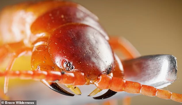 ‘Holy mackerel… searing pain’: Wildlife expert Coyote Peterson live-streams being bitten by a lethal giant centipede (as an ER doctor keeps a careful eye on him)
