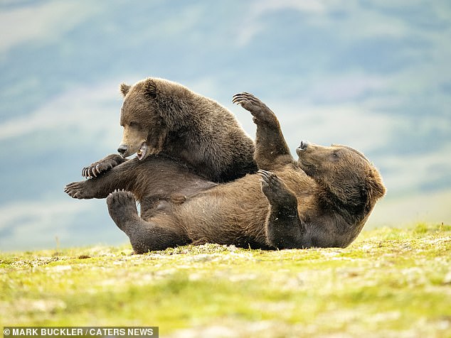 Moment two bears grapple with each other in remarkable scrap captured on camera in national park