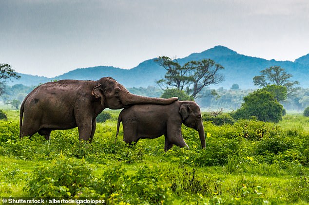 Now that the Foreign Office ban has been lifted it’s… Sri Lanka’s time to shine: Discovering gems and jumbos on a tropical island proud of its colonial roots