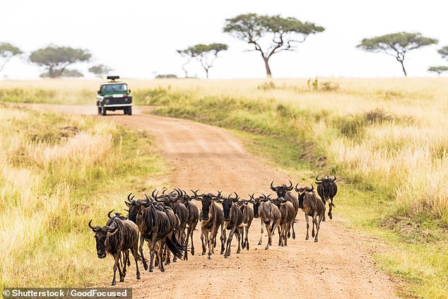 DO follow the herd: ‘World’s first’ AI animal tracker predicts the movements of Africa’s Great Migration up to 12 months in advance