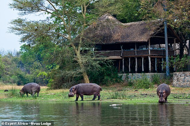 Is this the best value safari in Africa? This fly-drive safari is a steal – but nothing is cut-price about the wildlife, lodges and guides