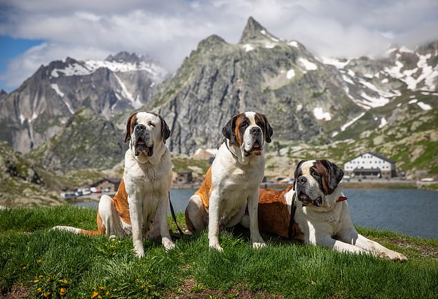 Kings of the mountain: Joining a team of 20 St Bernards – famous for their rescue exploits – on an exhilarating Alpine hike