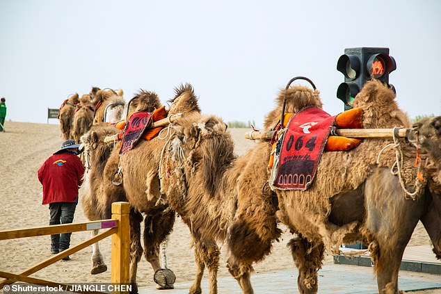 Pictured: The desert in China with so many tourist camel trains that TRAFFIC LIGHTS have been installed to allow pedestrians to pass between them