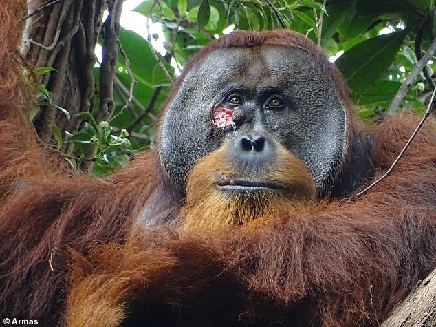 Scientists watch orangutan treat its own wound with medicinal plant for the first time