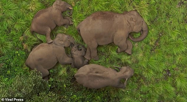 Time for a little nap… or maybe a jumbo snooze! Adorable moment elephant herd curls up for a sleep in India