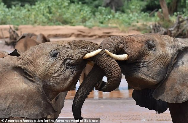 Scientists observe ANOTHER human-like behavior among elephants