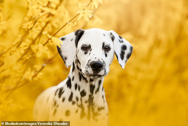 Adorable images show Border Collies, Australian shepherds, and Dalmatians posing artistically for their portraits in the fields of Slovakia