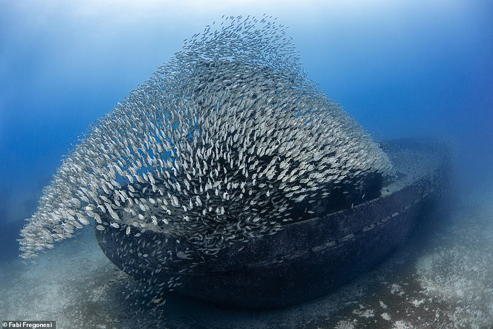 From a ‘smiling shark’ to spellbinding shipwrecks: Behold the stunning pictures that show the magic of the aquatic world – and the majesty of creatures we’re programmed to fear