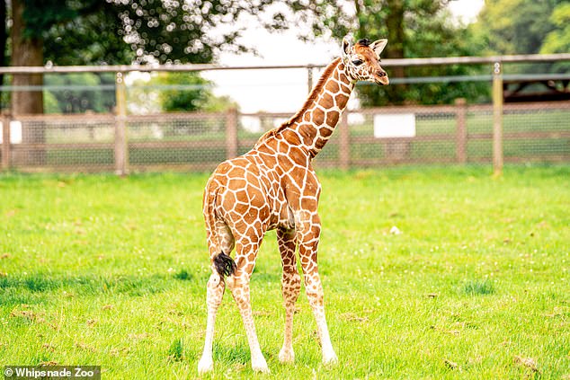 Pictured: Second baby giraffe born at Whipsnade Zoo in a month explores his paddock for the first time (and he’s already 6ft tall… )