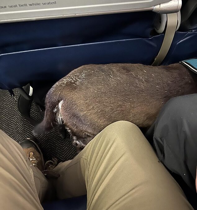 Plane passenger is SLAMMED as selfish after letting dog sit in fellow traveler’s leg space on 16-HOUR flight