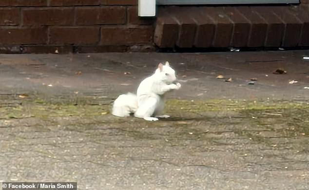 Rare white squirrel with a one-in-100,000 genetic mutation is spotted running along a street in Caerphilly