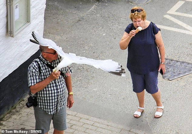 Resorts under siege by ‘The Club’…of seagulls: Inside war between locals and ‘epidemic’ of birds
