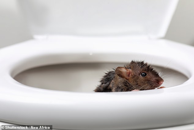 What can climb up a toilet? Plumber reveals which creatures are capable of making their way up piping and into a bathroom – and some are DEADLY