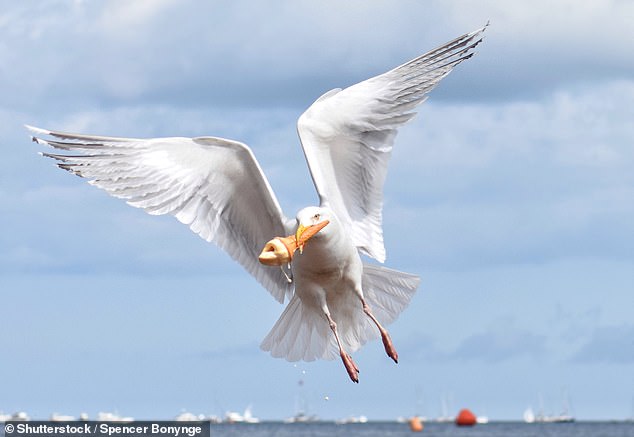 Your ice creams are safe for now! Seagulls living in busy cities prefer seafood, study finds